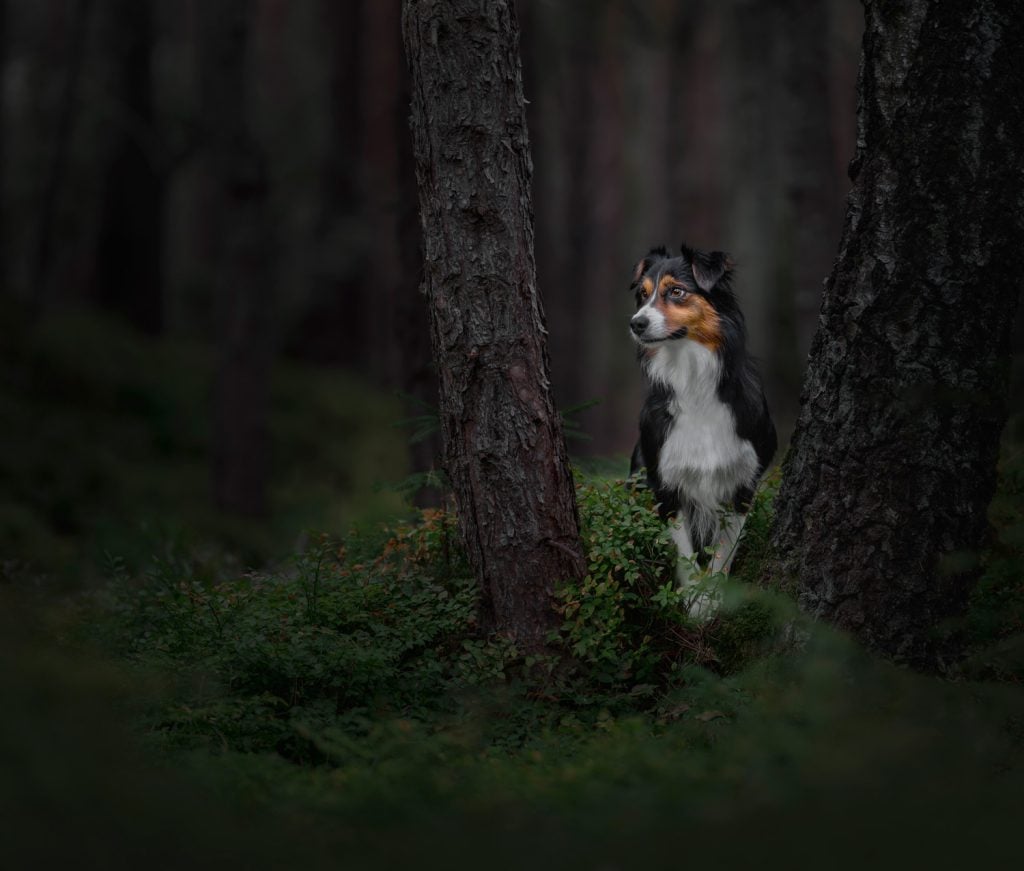 Forest Fairy