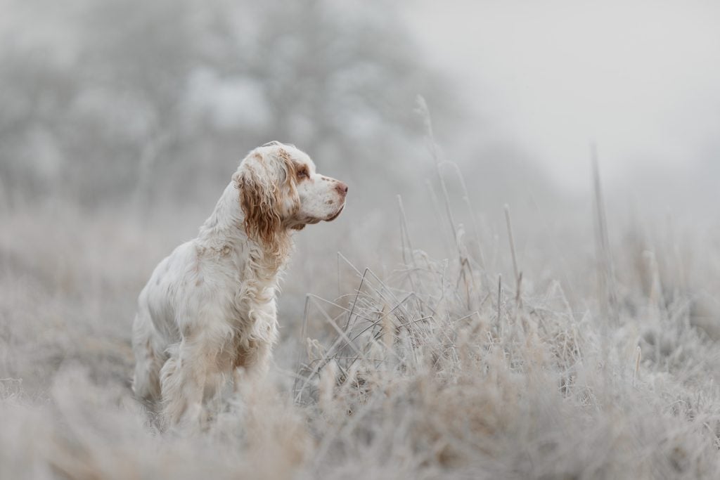 Frozen Focus