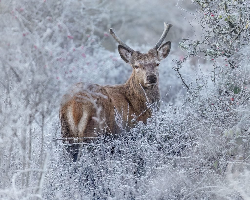 Young Stag in the Frost